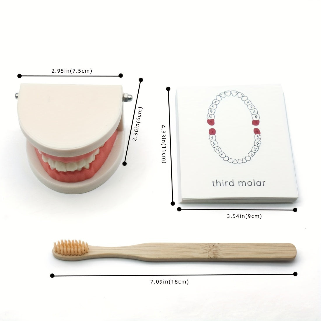 Wooden toothbrush and tooth model for teaching kids proper brushing techniques and dental health habits.