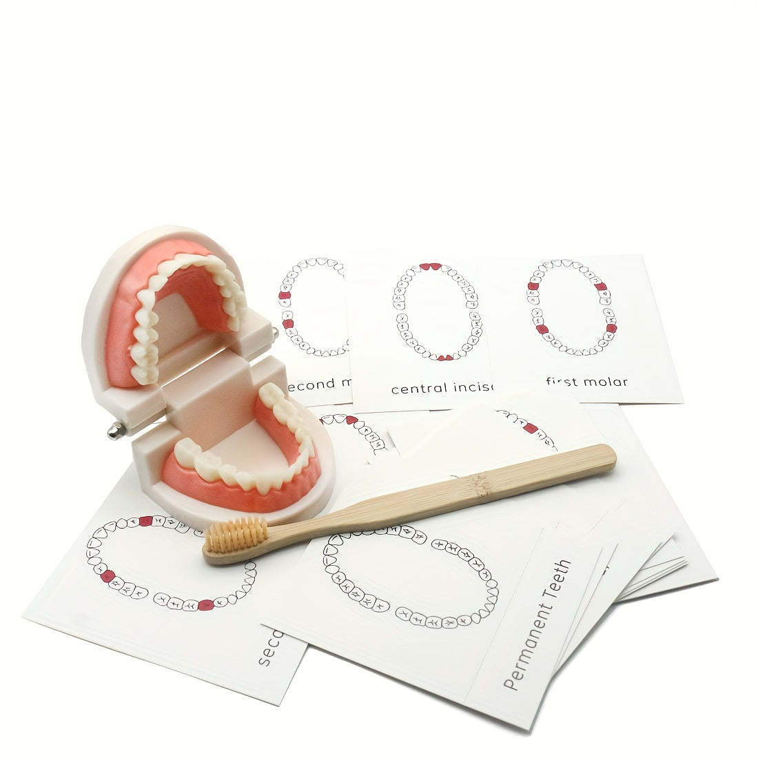Educational toothbrushing set with wooden model and hygiene cards to promote healthy oral care in toddlers.