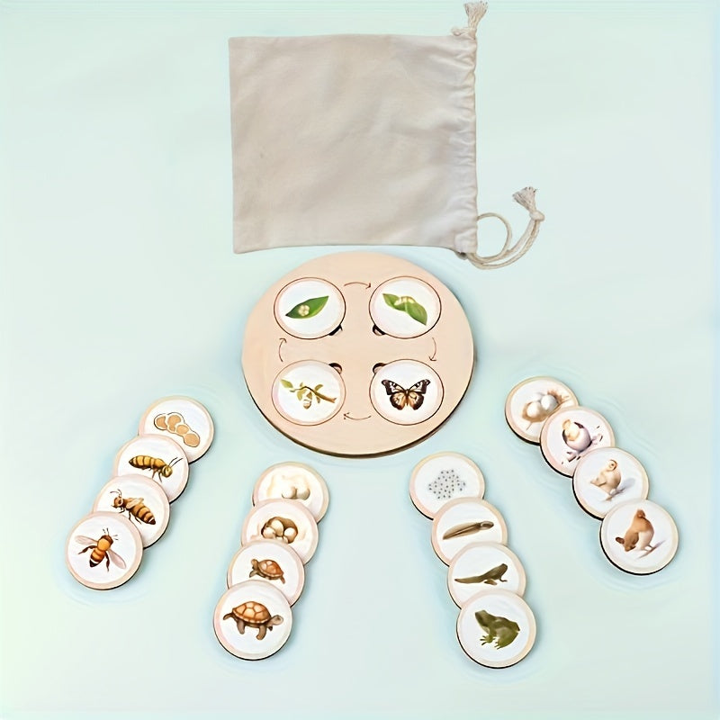 Wooden life cycle board with stages of plant and animal growth laid out