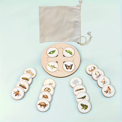 Wooden life cycle board with stages of plant and animal growth laid out