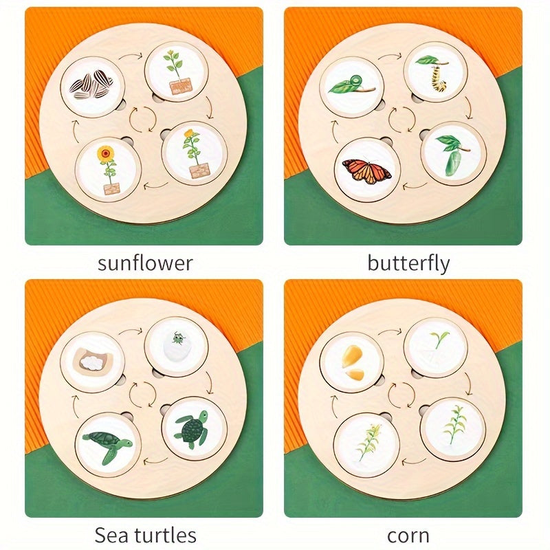 Fun and interactive nature-themed life cycle board for preschoolers