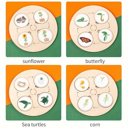 Fun and interactive nature-themed life cycle board for preschoolers
