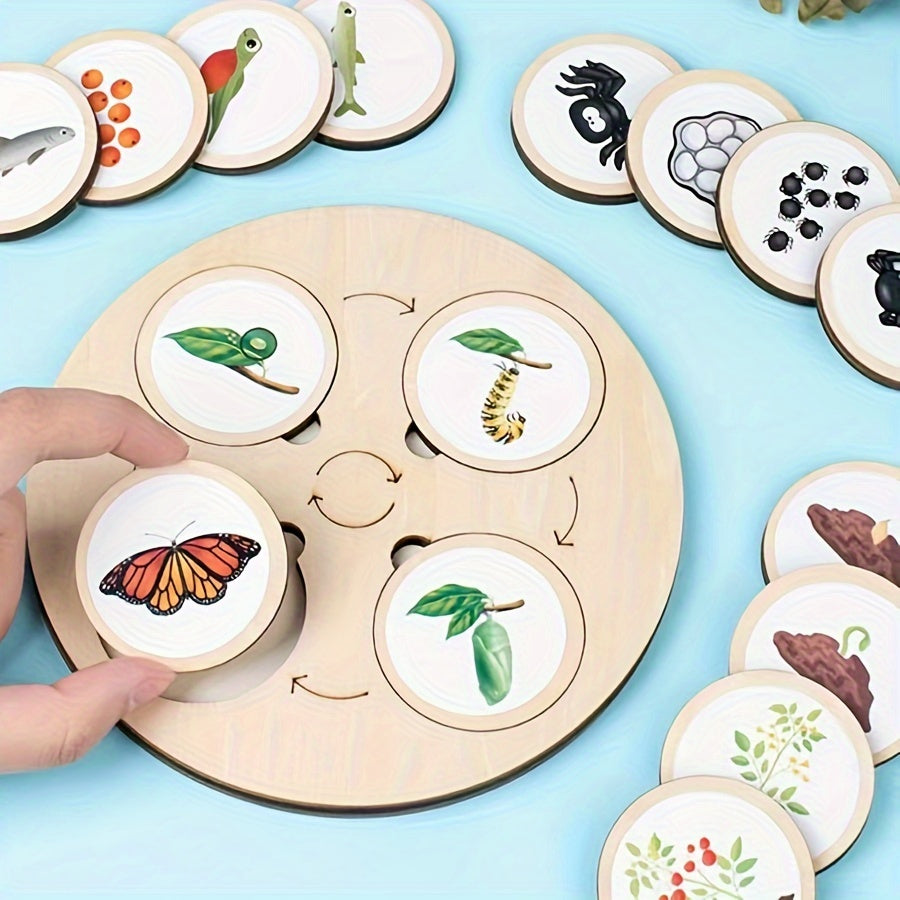 Child placing stickers on wooden life cycle board for hands-on science learning